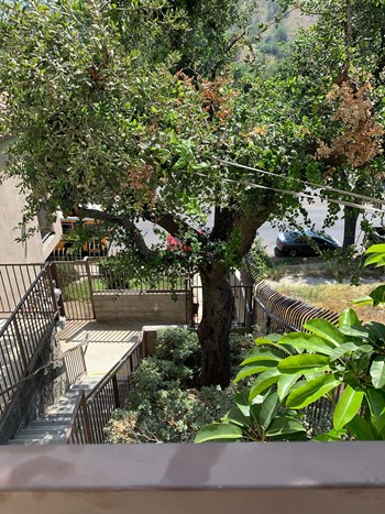 Lush landscaping at Harvard Yard and Glenmary Apartments in Los Angeles CA